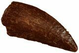 Raptor Tooth - Real Dinosaur Tooth #300905-1